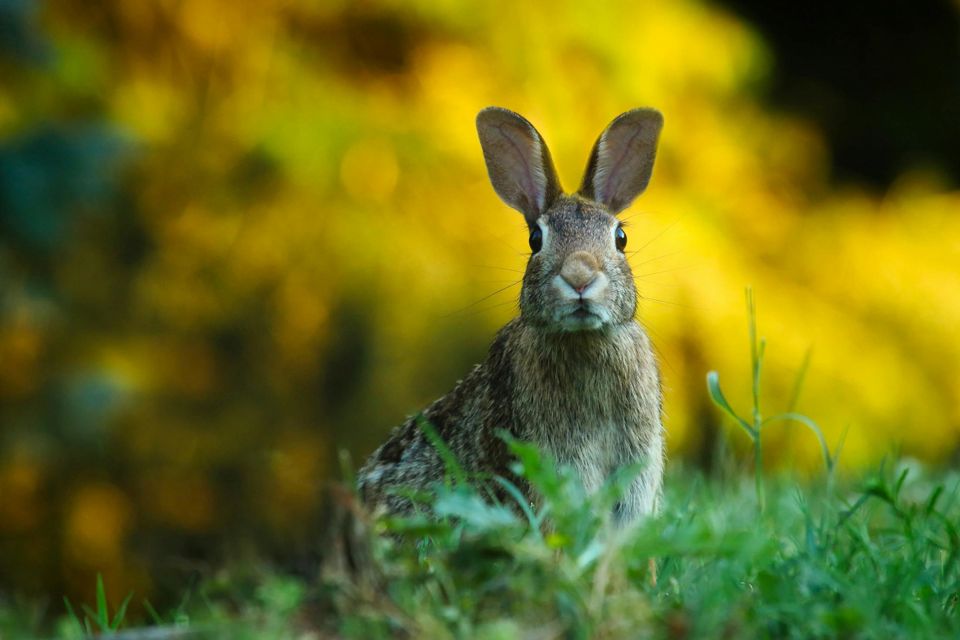 Seht, wer sitzt denn dort im Gras?
