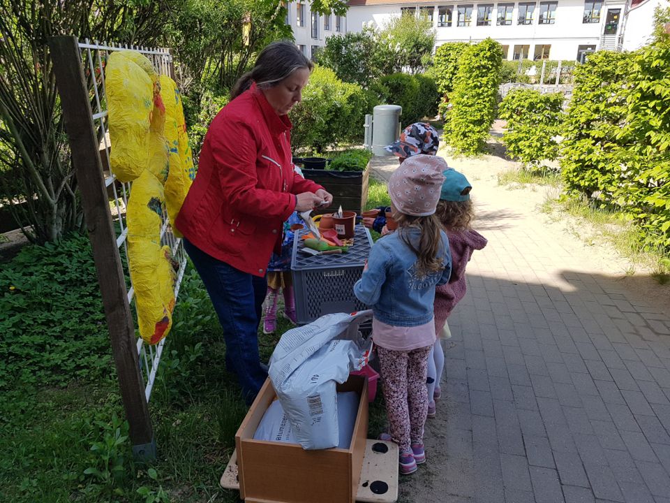 Sonnenblumen: Symbol für Lebensfreude und Glück